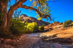 Zion Fall Color-3866.jpg Zion Fall Color-3866.jpg